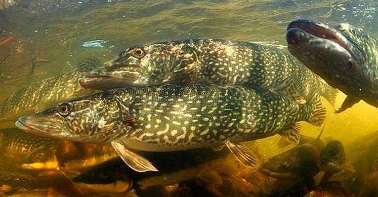 Запрет на рыбалку в Акмолинской области