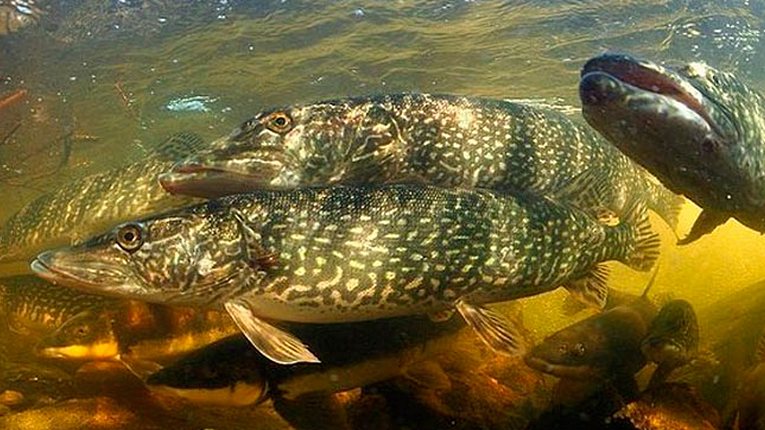 Запрет на рыбалку в Акмолинской области