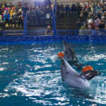 Дельфинарий в Боровом, дельфинарий в Бурабае