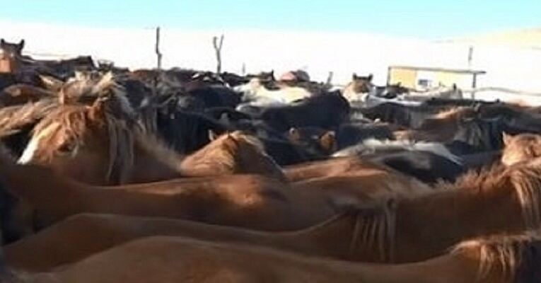 В Акмолинской области создано 85 площадок (штрафные стоянки) для временного содержания скота, на которых животные будут находиться до установления владельцев