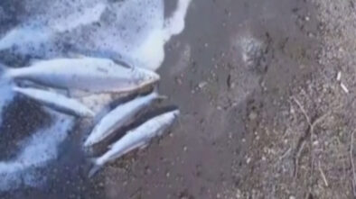Стали известны причины замора рыбы на озере Большое Чебачье в Акмолинской области
