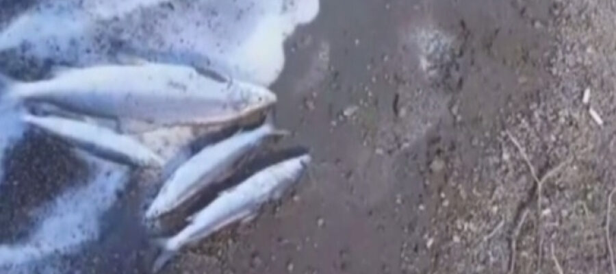 Стали известны причины замора рыбы на озере Большое Чебачье в Акмолинской области