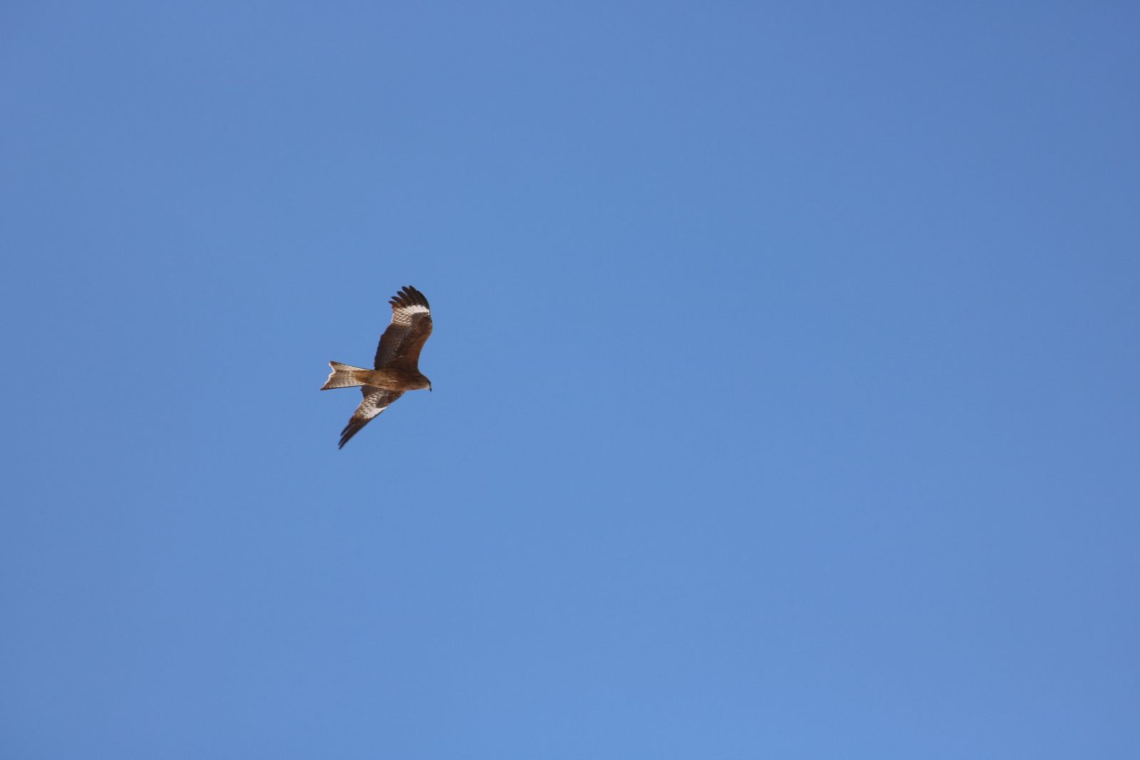 Перепись птиц началась в природном парке «Бурабай»