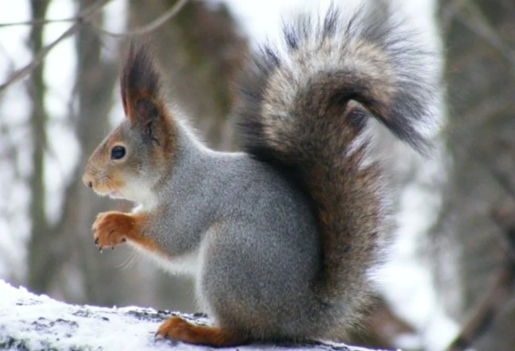 Открытие охоты в Казахстане Обыкновенная белка (Sciurus vulgaris)