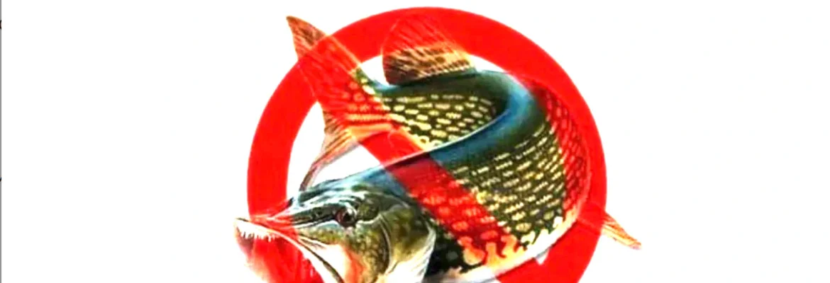 Введены запреты на рыболовство - щуки, язя, судака, сазана, карпа, гаммаруса, цист артемии.